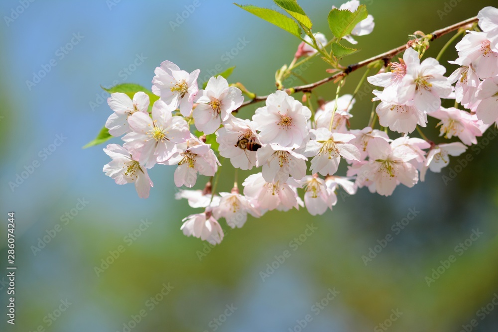 粉色樱花在蓝天下绽放。柔和的焦点，模糊的背景。四月的春天