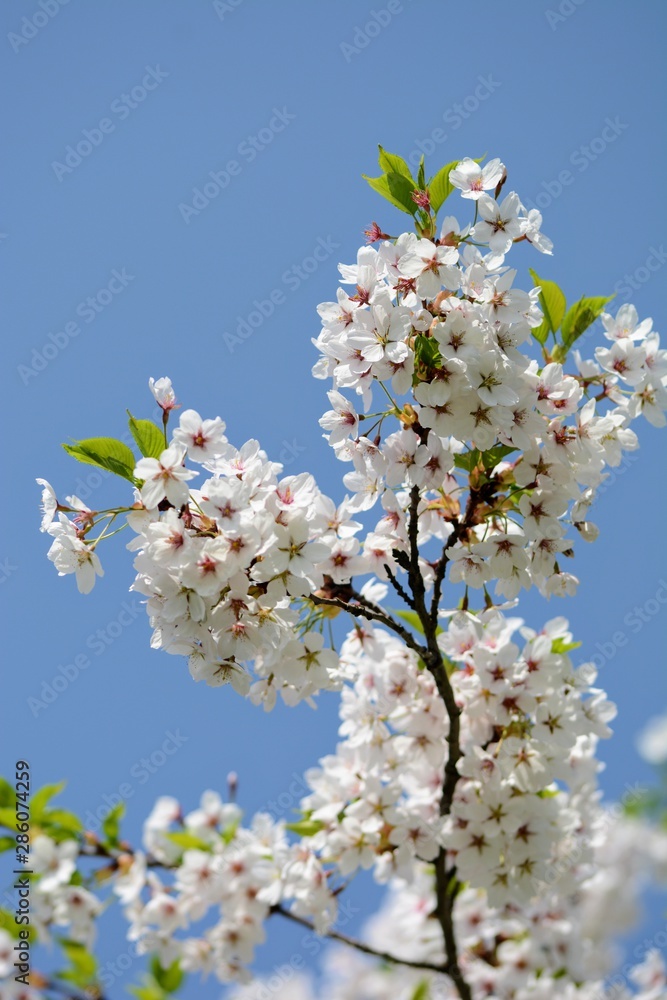 蓝天下的白樱花。柔和的焦点，模糊的背景。四月的春天。呜呜