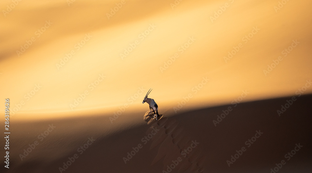日落时，孤独的大羚羊站在索苏斯夫雷沙漠的沙丘上，在阴影和