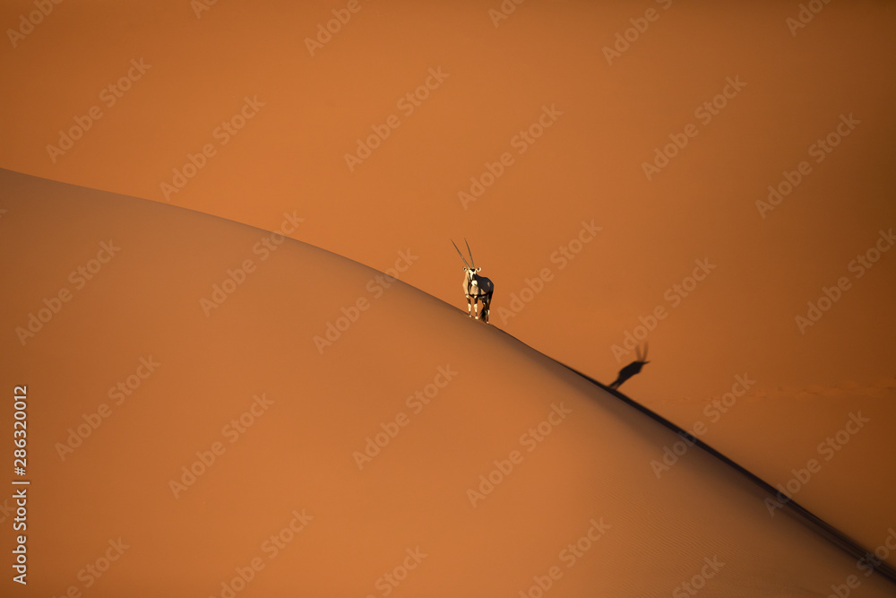 日落时分，索苏斯夫雷沙漠中的沙丘上，一只孤独的大羚羊站在阴影的边缘。