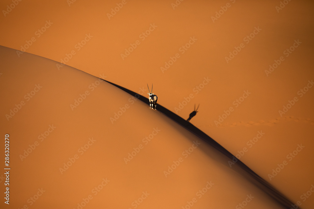 日落时，孤独的大羚羊站在索苏斯夫雷沙漠的沙丘上，在阴影和