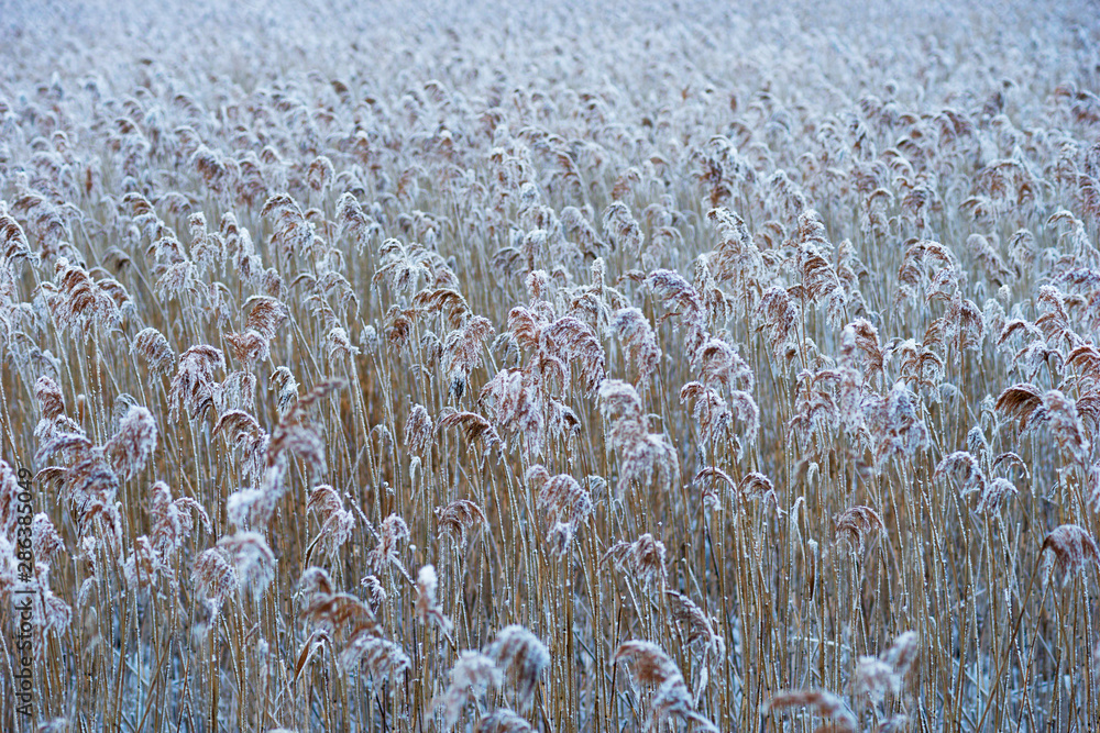Marshland with reeds covered in rime frost