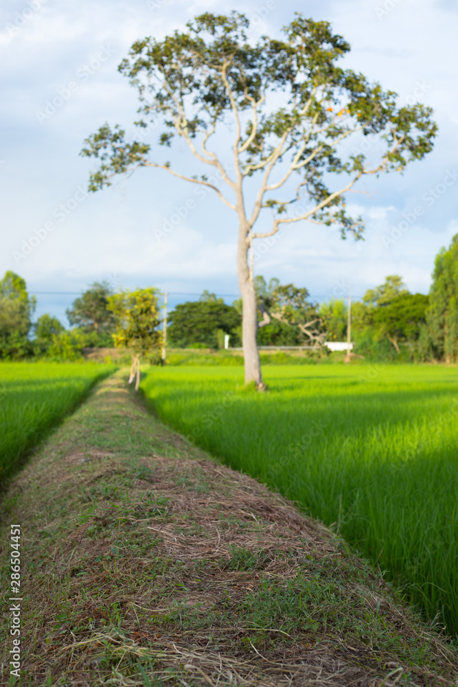 Roads in rice fields, Rice is growing in the field of rice. Organic rice, Agricultural background