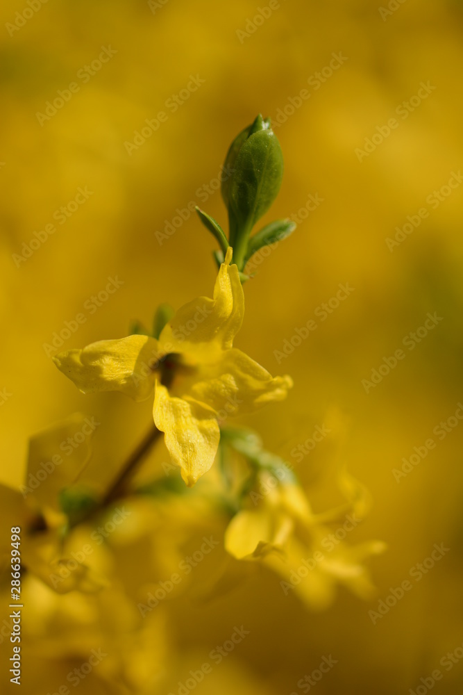 复活节树（连翘）-黄色灌木在春天开花。宏观，焦点柔和，ba模糊
