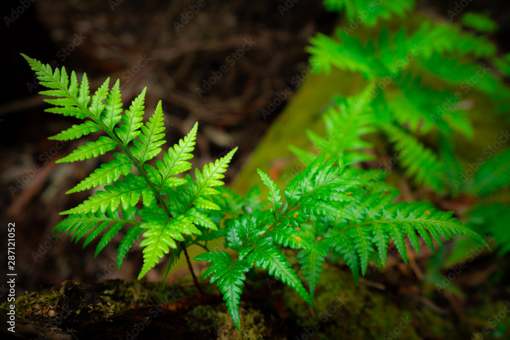 Wild fern in rainforest jungle of Tasmania, Australia. Nature close up background.