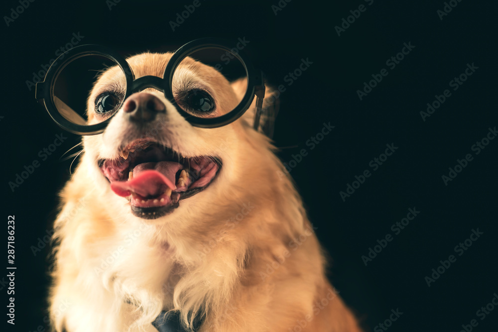 可爱的棕色吉娃娃狗戴着黑色圆眼镜，脖子系着黑色背景的书呆子狗