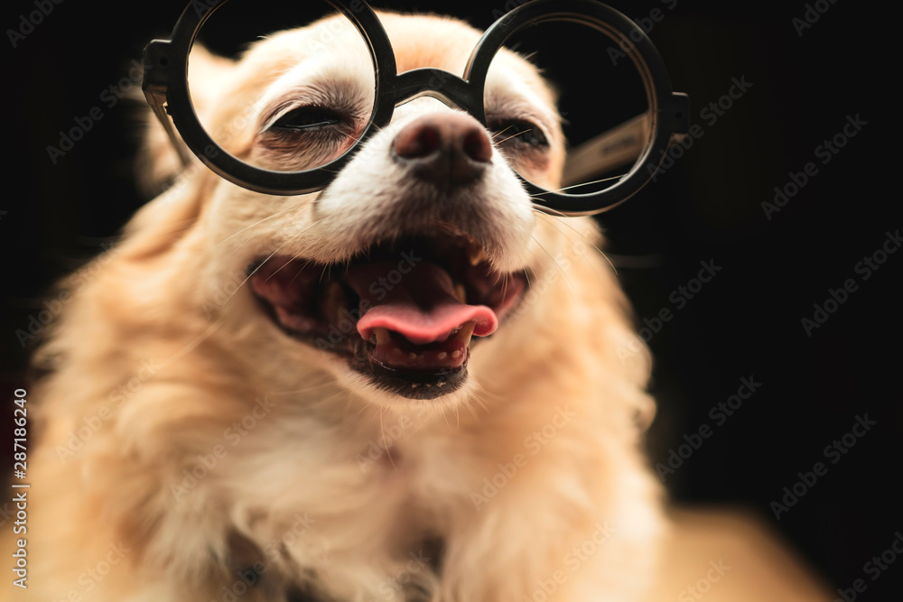 可爱的棕色吉娃娃狗戴着黑色圆眼镜，脖子系着黑色背景的书呆子狗