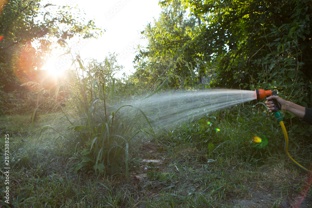 给植物浇水园艺护理概念，在花园背景上用手浇水软管