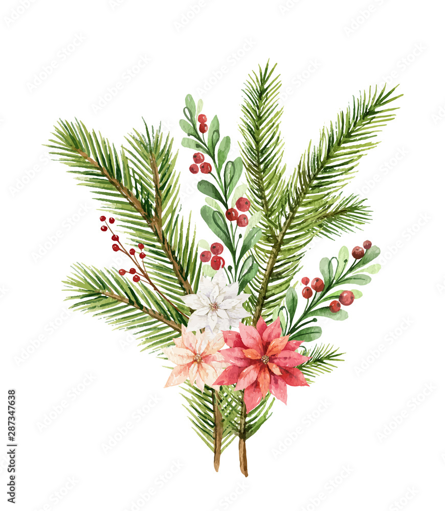 水彩矢量圣诞花束，带有冷杉树枝和一品红花朵。