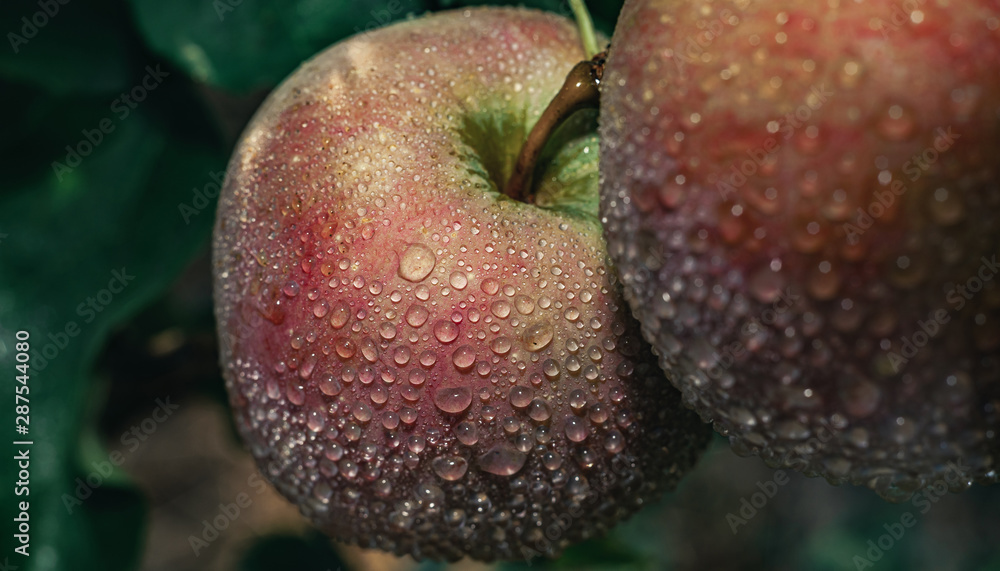 新鲜的红苹果长在树上。雨后。宏观视图。