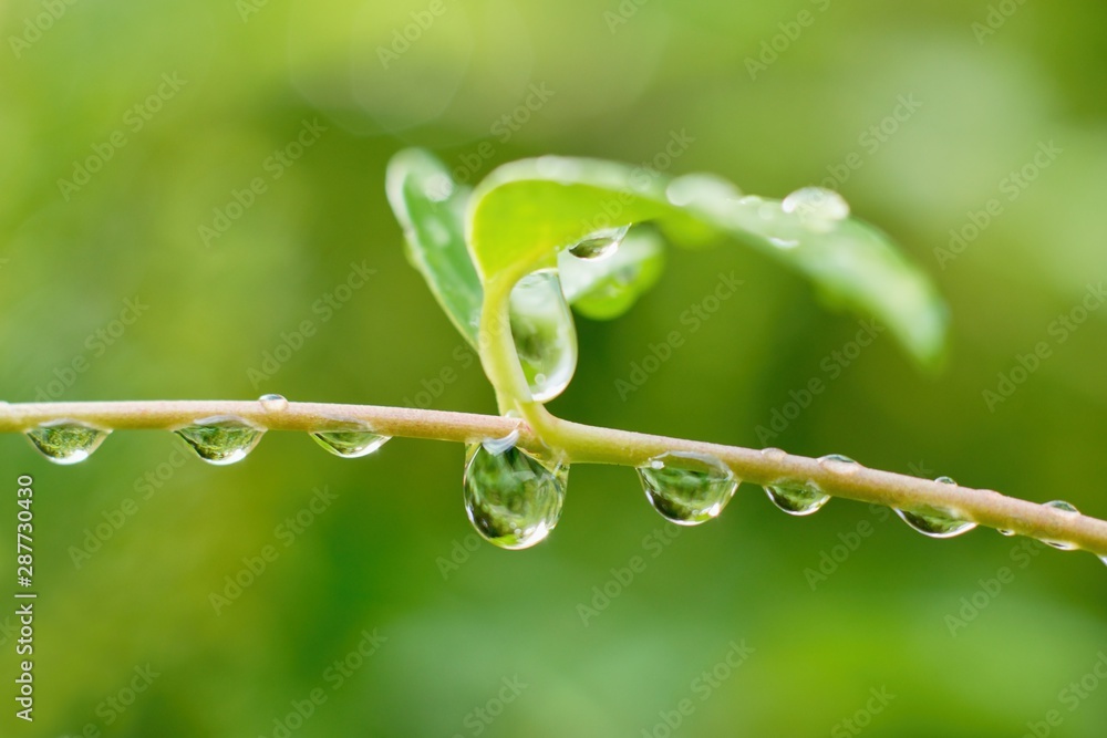 雨后雨水滴落在植物茎上