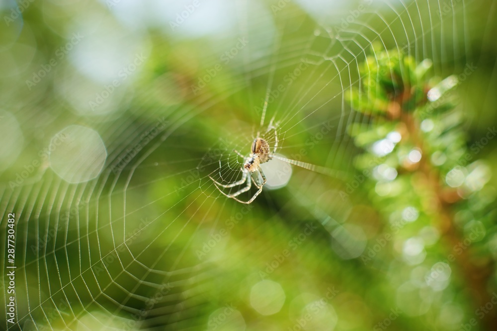 美丽的森林风景的忧郁照片，网中有一只小蜘蛛，焦点柔和