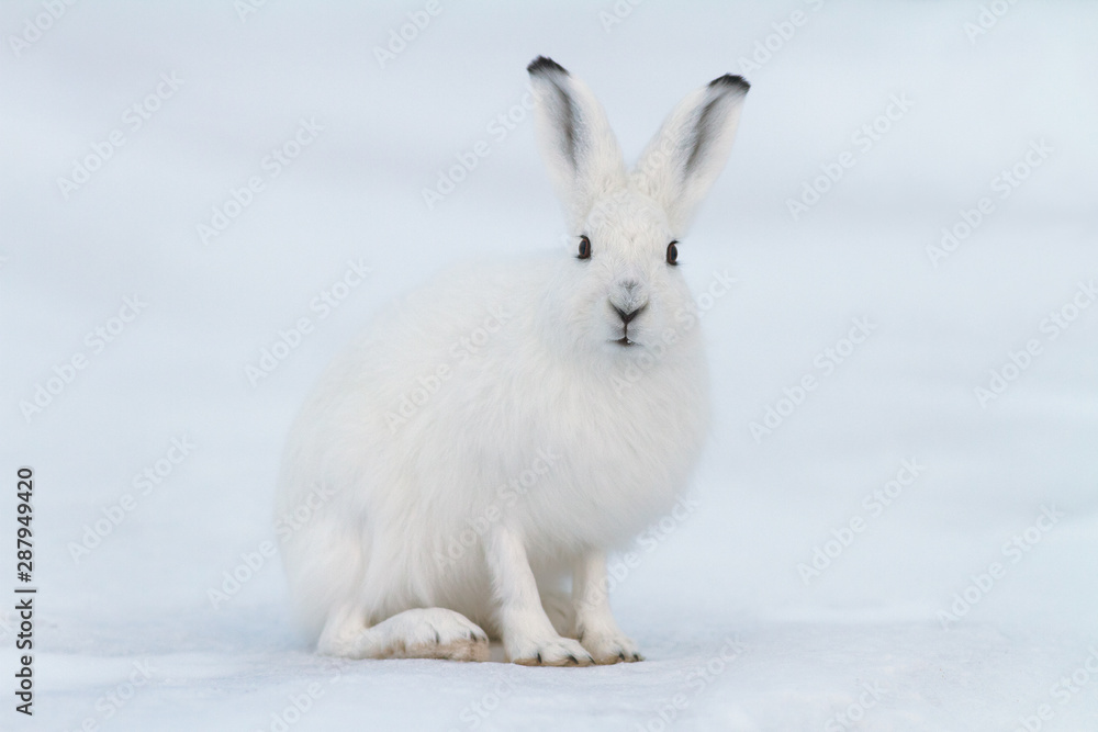 白色兔子（Lepus timidus）。兔子坐在苔原的雪地上。特写动物肖像。眼睛对眼睛