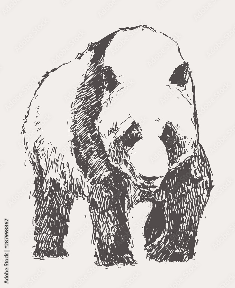 Panda hand drawn vector illustration sketch linear