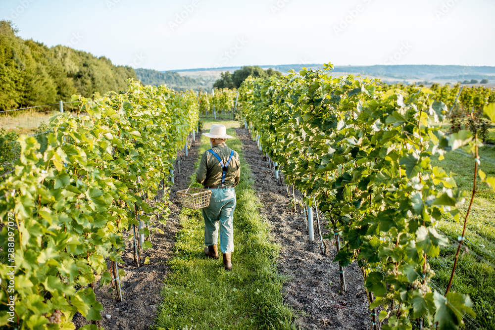 资深衣冠楚楚的酿酒师走在葡萄园上，检查白葡萄的成熟度