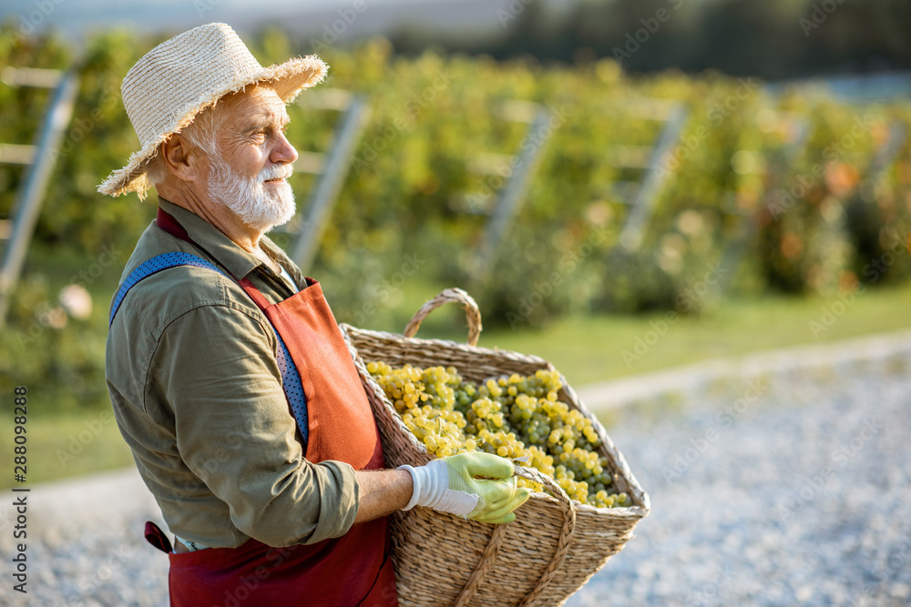 一位衣着考究的高级酿酒师的画像，手里拿着装满新鲜采摘的葡萄的篮子，收割机