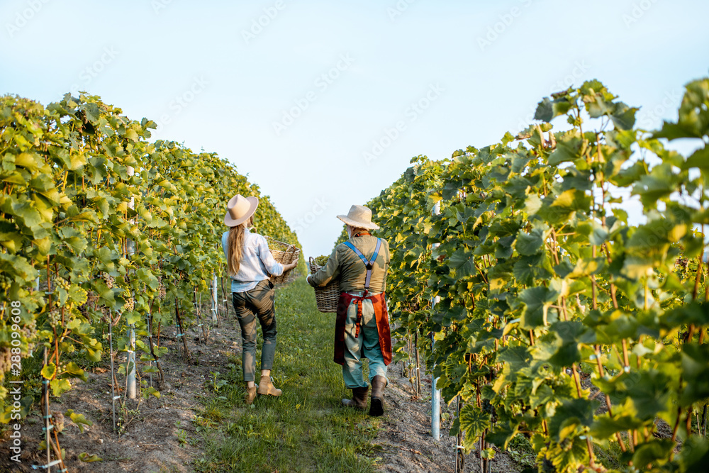 Senior man with young woman walking with baskets full of freshly picked up wine grapes on the vineya