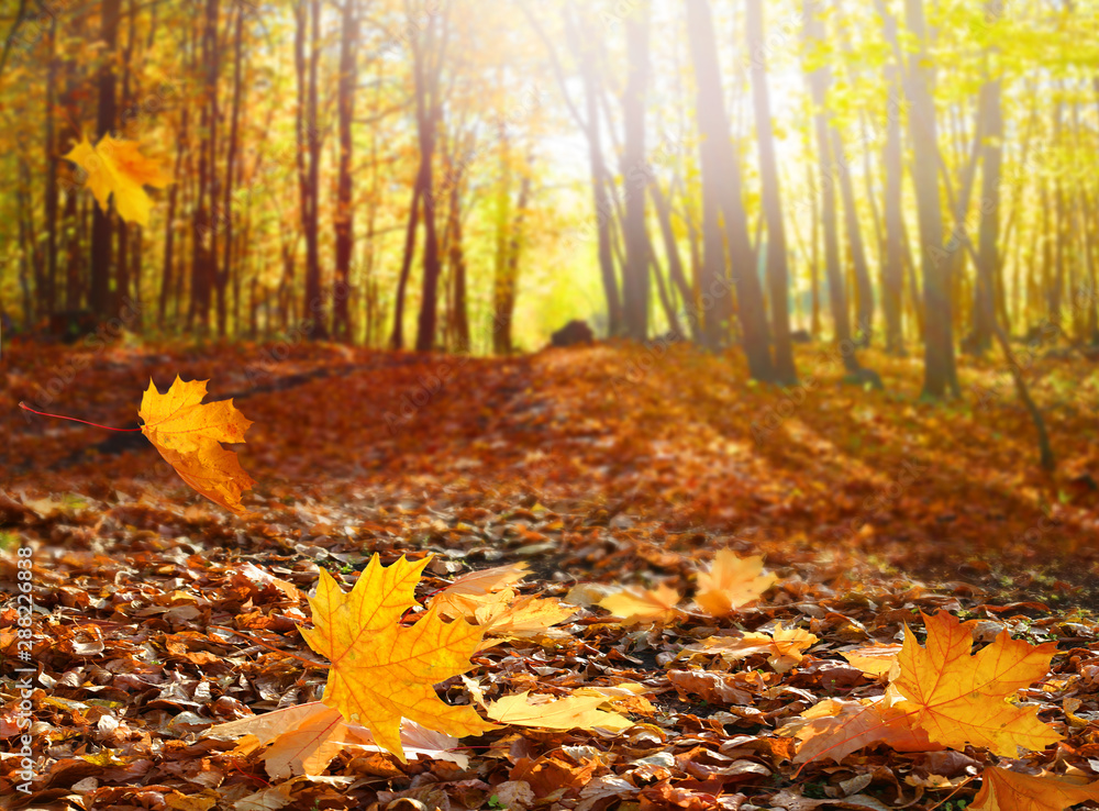 美丽的秋天风景，黄色的树木和阳光。公园里五颜六色的树叶。落叶