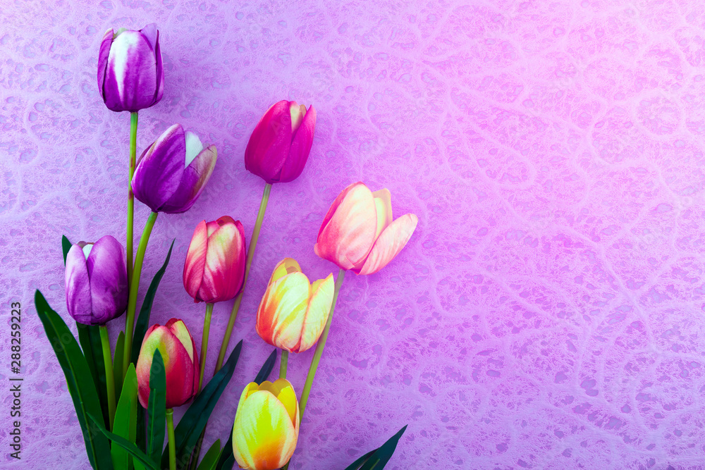 郁金香的春天花朵，美丽的紫色背景