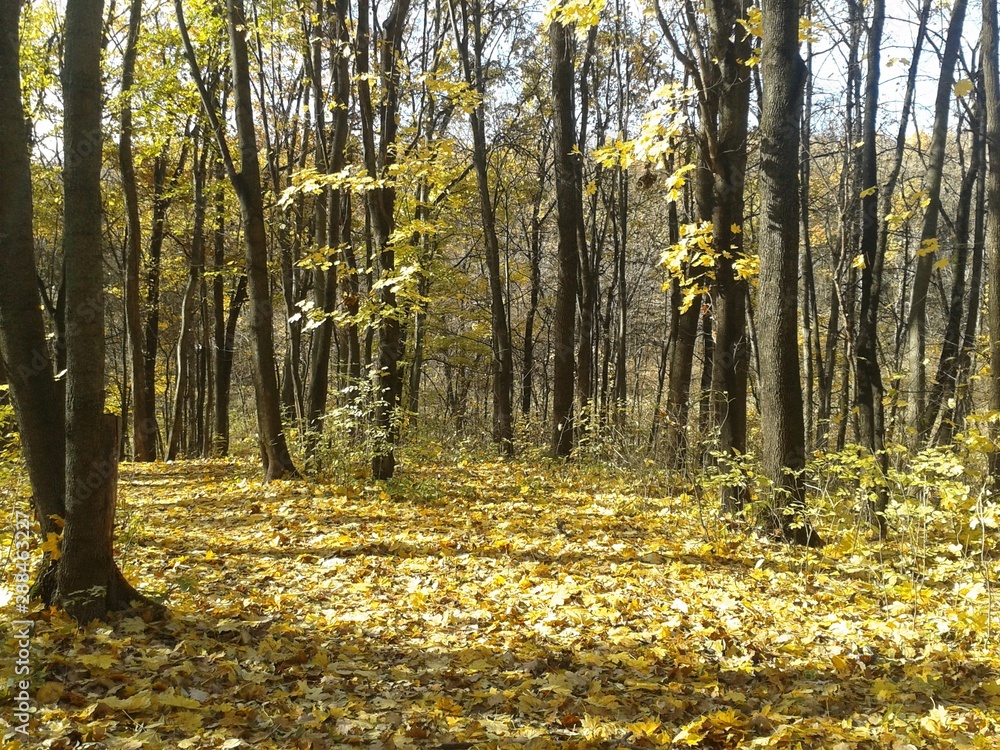 秋天，风景，木材，树木，天空，自然