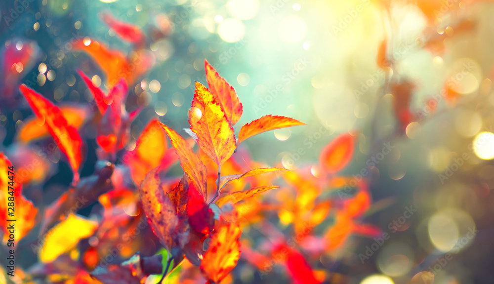 秋天公园里，秋天五颜六色的明亮树叶在树上摇摆。秋天五颜六色的背景。美丽