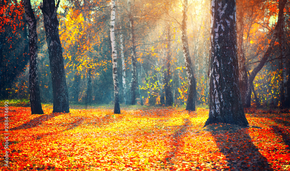 Autumn. Fall. Autumnal park. trees and colorful leaves in sun rays. Beautiful autumn nature scene ba