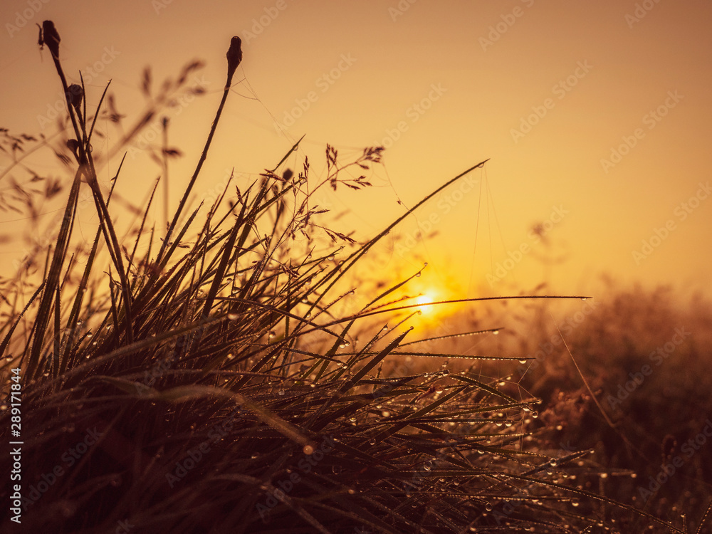 日出时露水滴落在草地上。自然背景