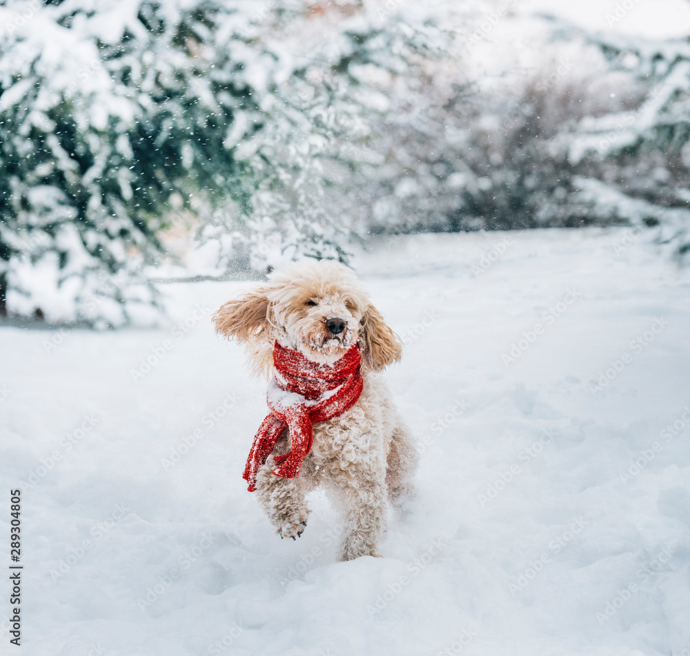 可爱有趣的小狗戴着红领巾在雪地里玩耍。快乐的水坑小狗玩得很开心