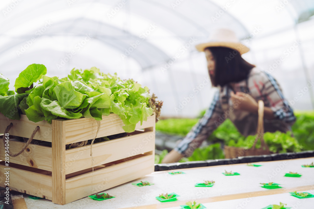 女农民在温室里收集水培有机蔬菜，业主是小企业企业家，