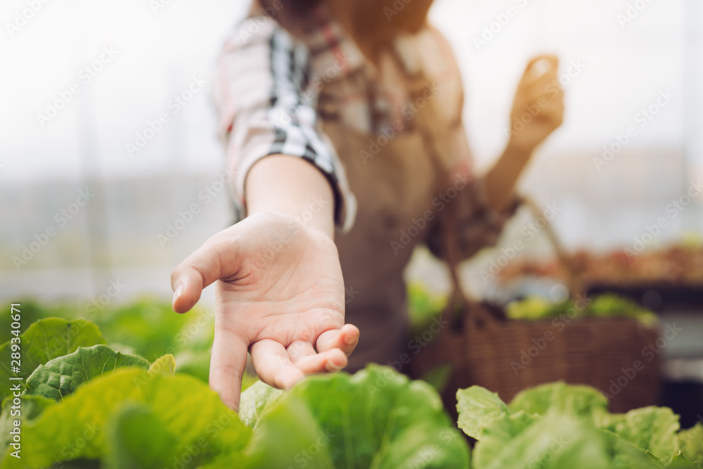 女农民的手在温室业主的小企业主菜中收集水培有机蔬菜
