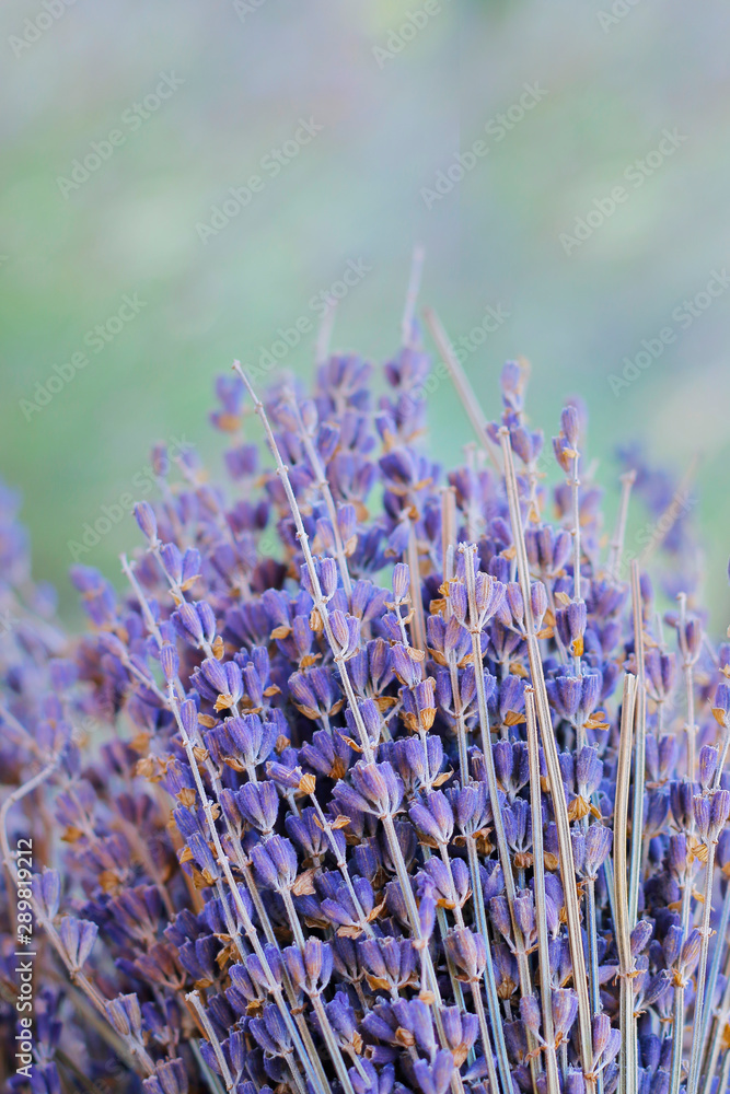 普罗旺斯紫色薰衣草丛
