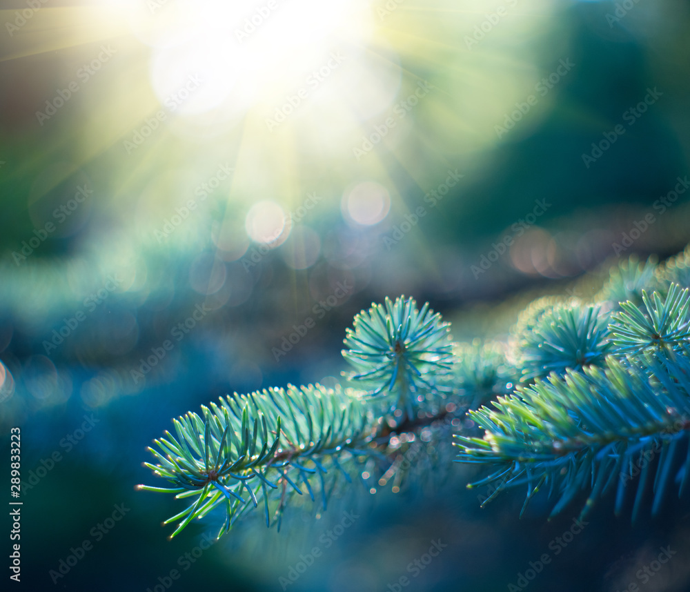 生长在夏季花园中的蓝色云杉。户外云杉，针叶树针叶特写，自然。阳光灿烂。