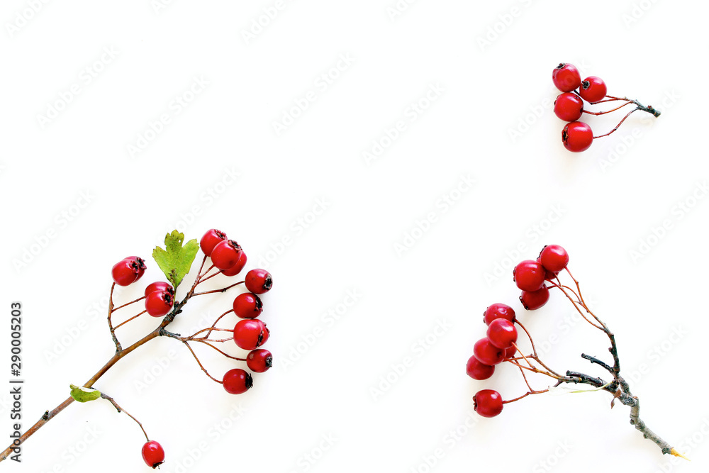 秋季风格的植物排列。由红色山楂浆果在白色上的果实组成