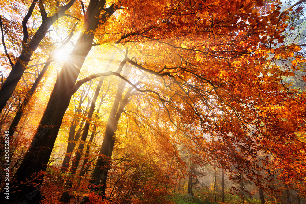 森林里五彩缤纷的秋色