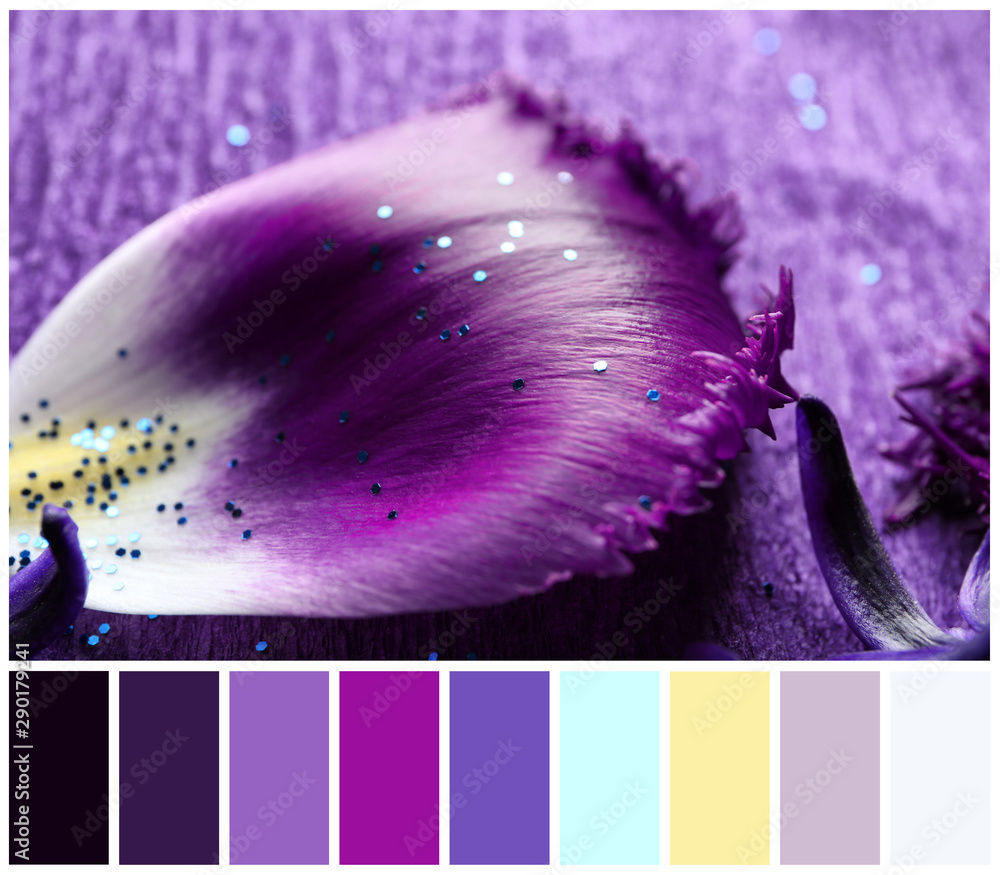 紫色背景的郁金香花瓣，特写