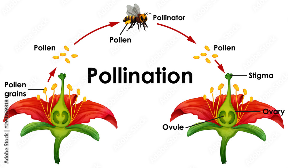 花和蜜蜂授粉示意图
