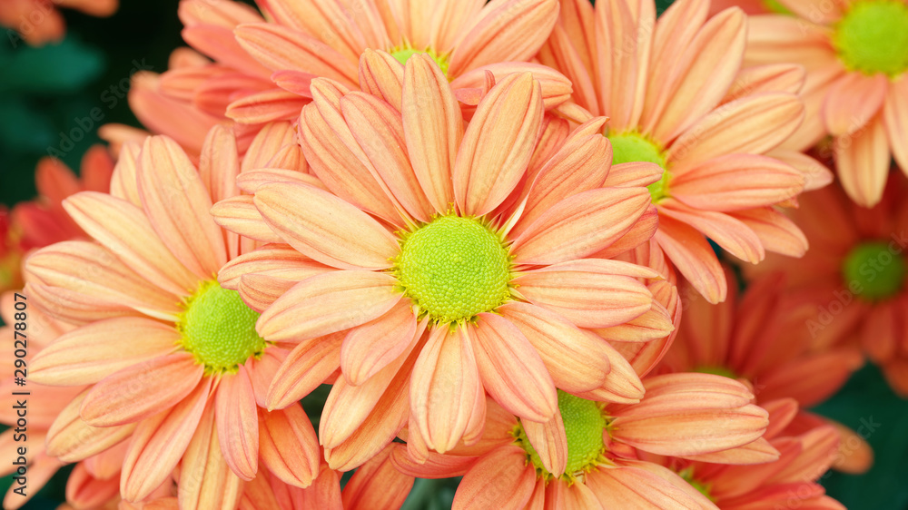 秋花系列，美丽的橙色菊花，绿色的心，俯视图，宏观图像。