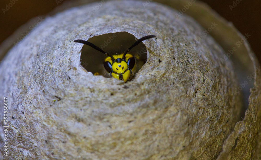 一只黄蜂保卫自己的家园
