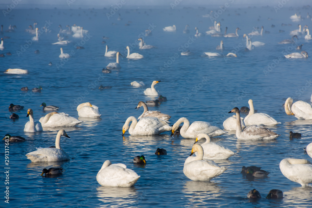 俄罗斯阿尔泰，湖中游泳的大天鹅