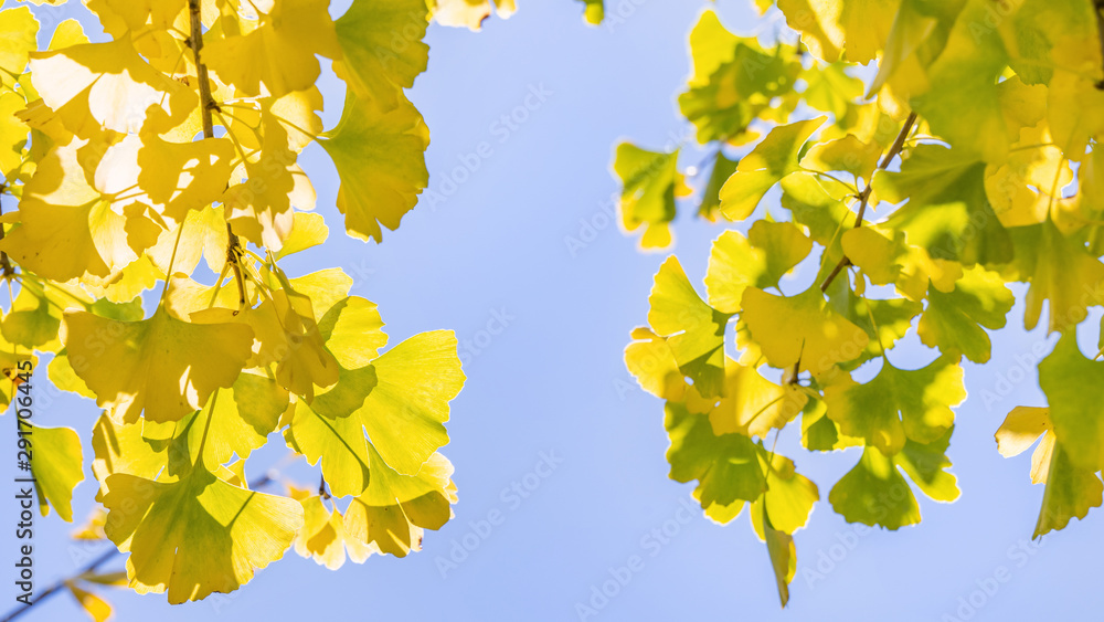 Design concept - Beautiful yellow ginkgo, gingko biloba tree leaf in autumn season in sunny day with