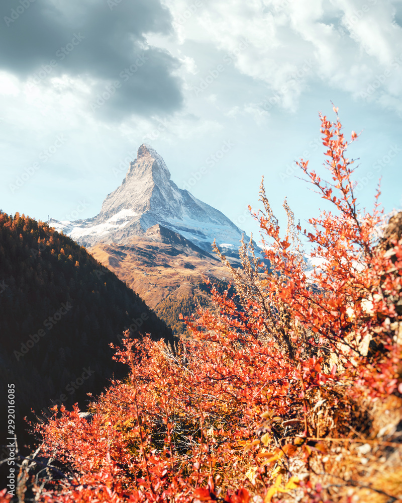 瑞士阿尔卑斯山马特宏峰和红花丛的壮丽多彩景观