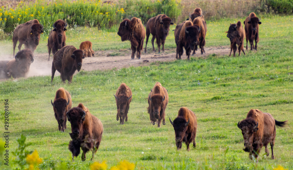 草地上的欧洲野牛群和幼崽（野牛）。