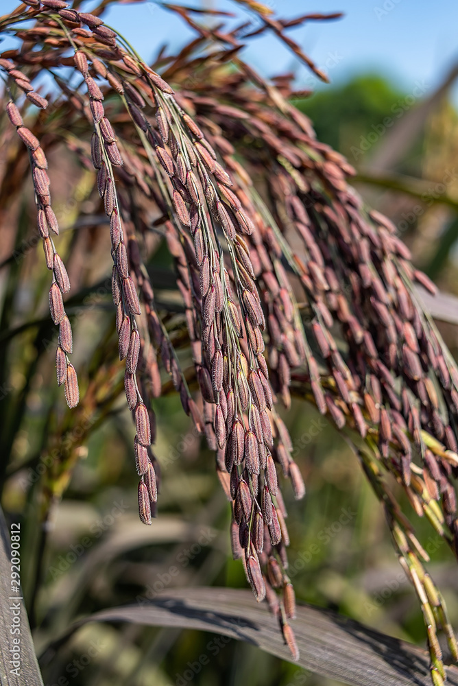 Growing purple sable rice paddy ears closeup