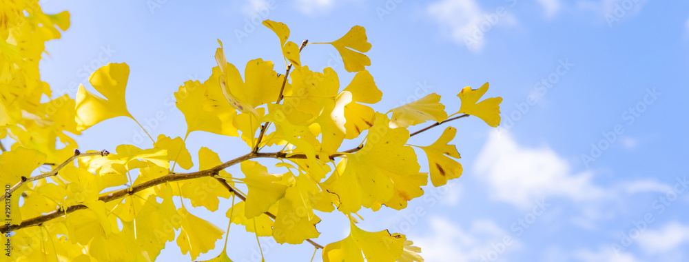 美丽的黄色银杏，秋天阳光明媚的银杏树林，阳光明媚