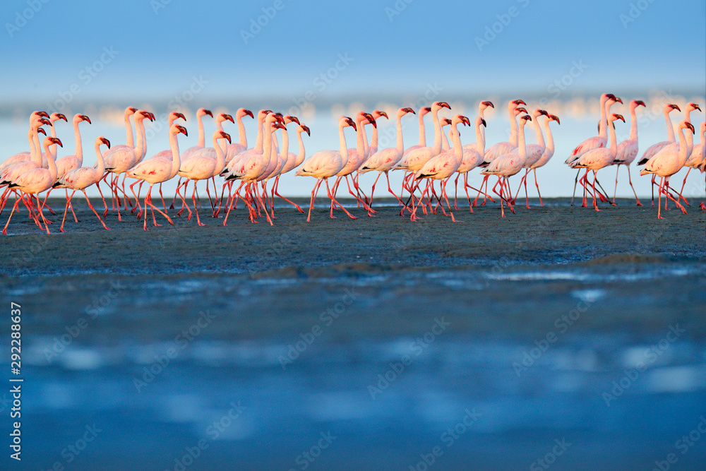 Lesser Flamingo, Phoeniconaias minor, flock of pink bird in the blue water. Wildlife scene from wild