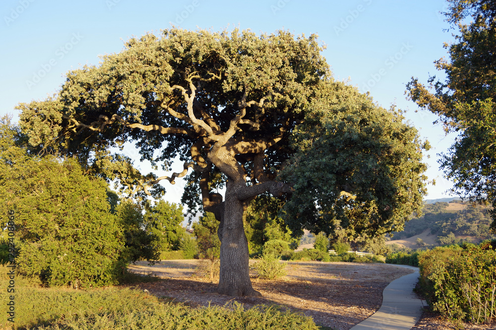 阳光明媚的夏日傍晚，公园里的一棵加州橡树