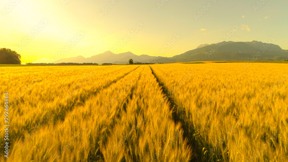 航空：乡村阳光明媚的夜晚，金色的麦田在风中摆动