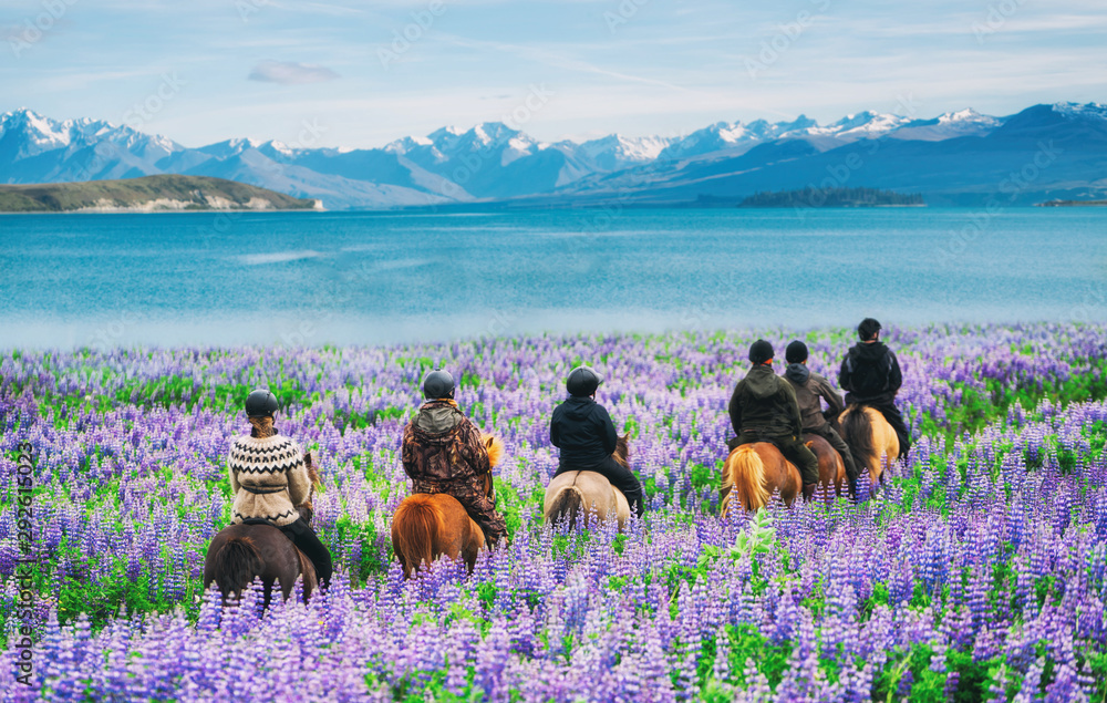 旅行者在羽扇豆花田里骑马，俯瞰年特卡波湖的美丽景观