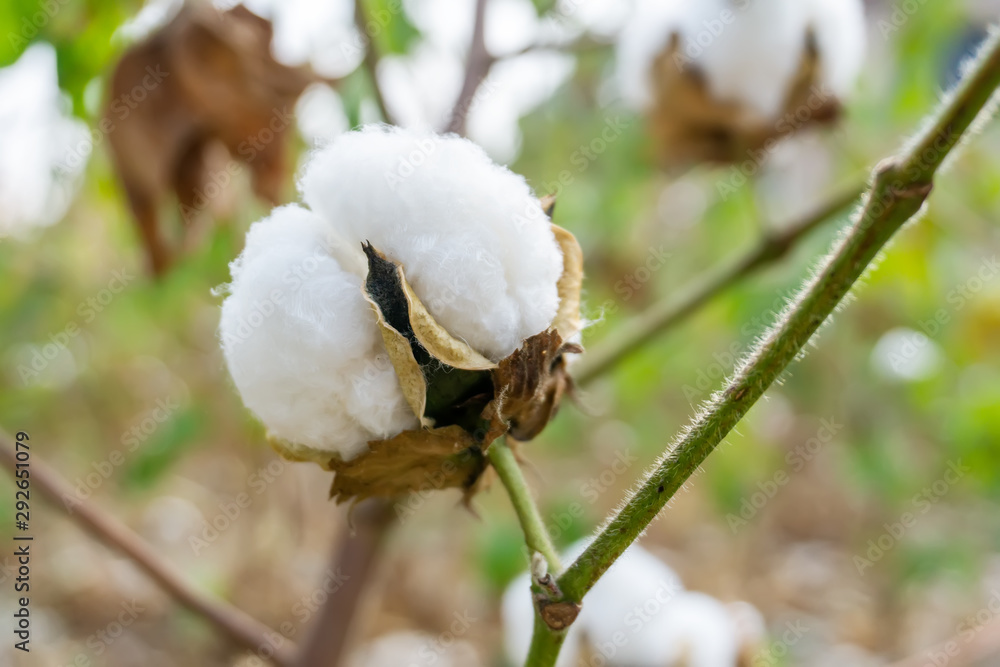 农村农田种植的棉花