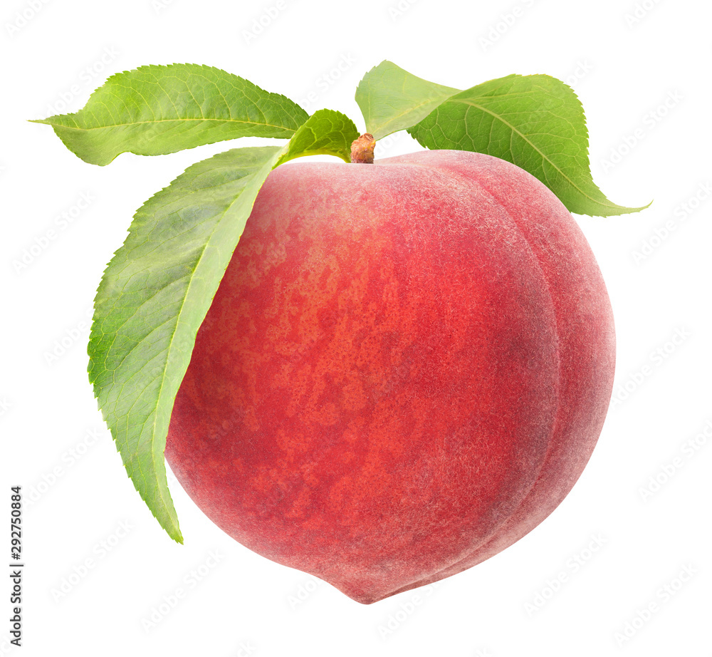 孤立的桃。一个生的粉红色桃挂在茎上，叶子孤立在白色背景上，带c。